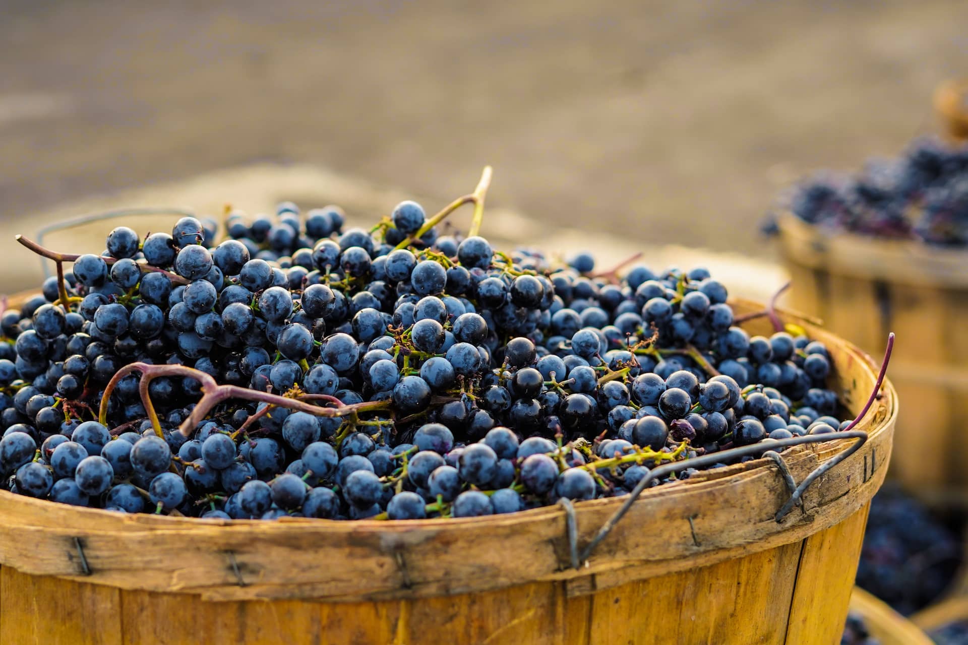 Ripe dark grapes piled in a wooden harvest basket